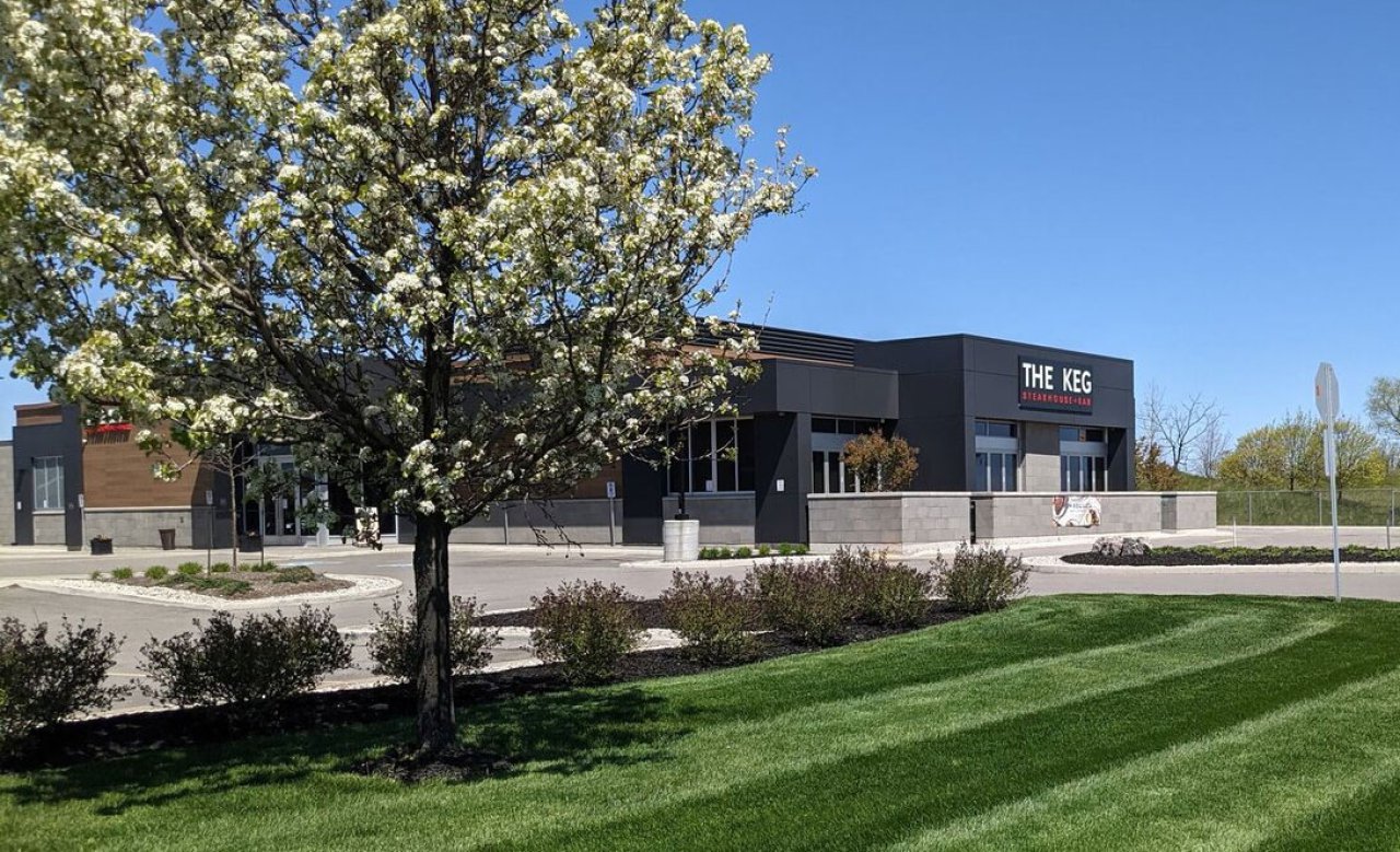 Commercial landscape with mowed lawn, shrubs and a white tree