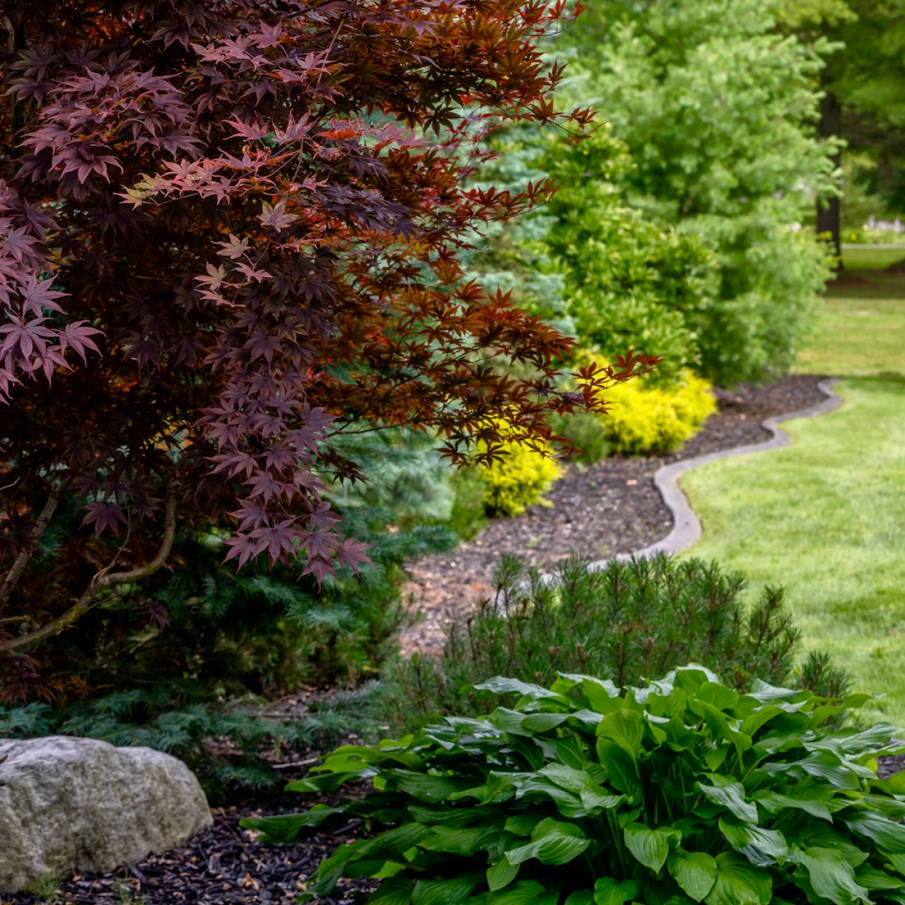 Residential backyard with lawn and garden, ornamental trees and shrubs.